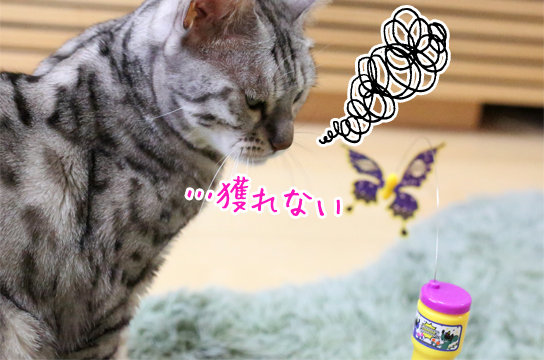 シルバーベンガル猫