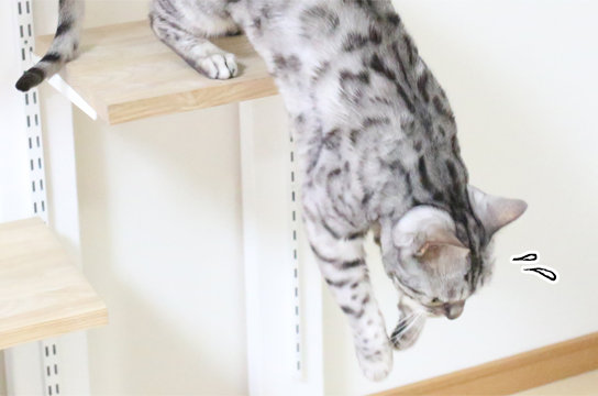 シルバーベンガル猫