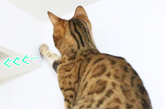 ベンガル猫