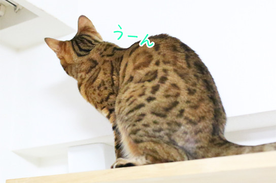 ベンガル猫