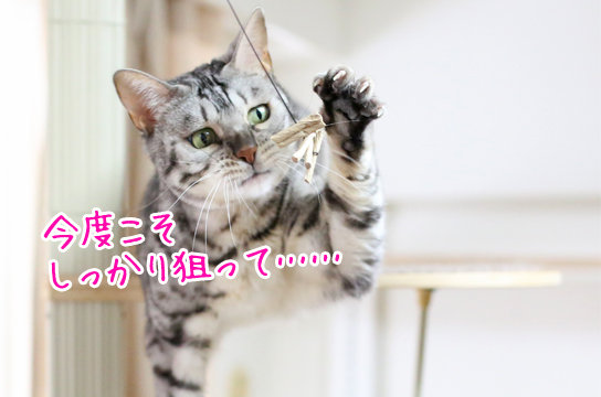 シルバーベンガル猫