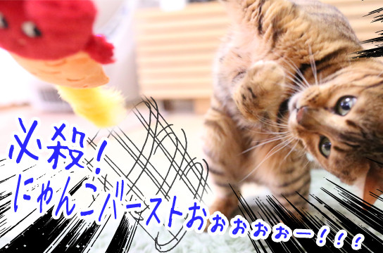 ベンガル猫