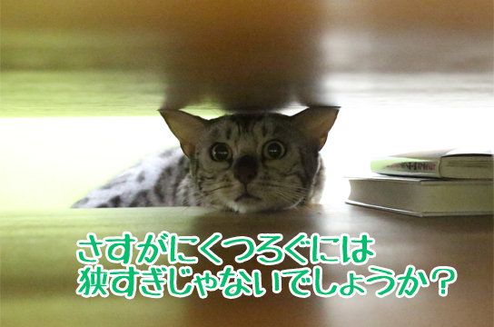 シルバーベンガル猫