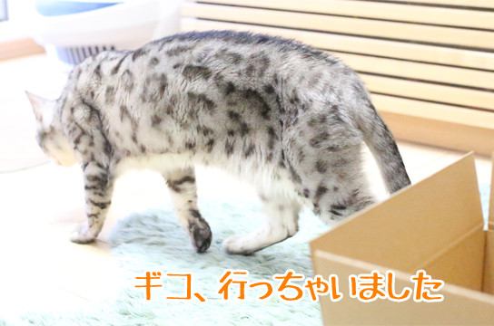 シルバーベンガル猫