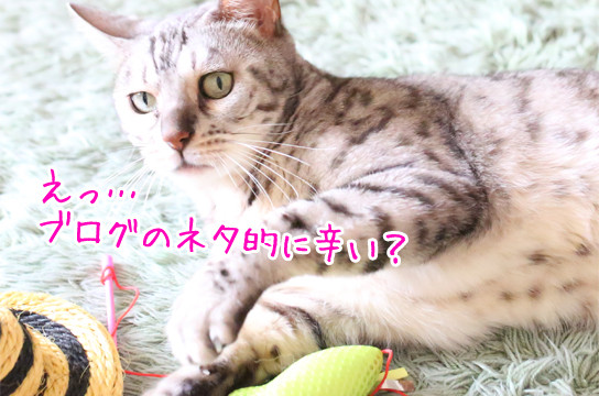 ベンガル猫