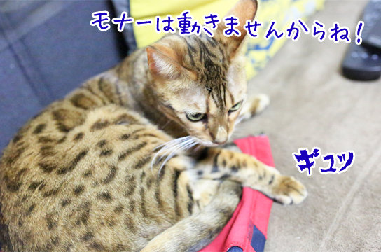 ベンガル猫