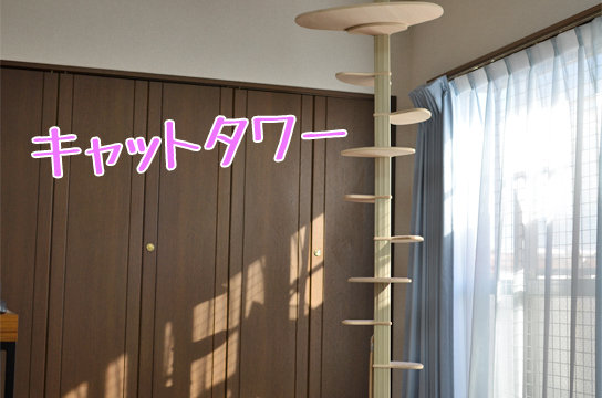 ベンガル猫