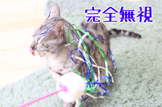 ベンガル猫