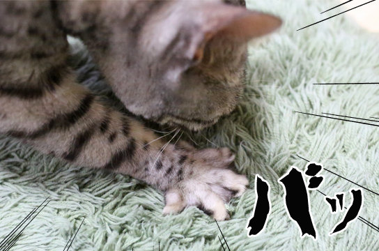 シルバーベンガル猫