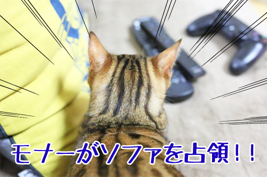 ベンガル猫