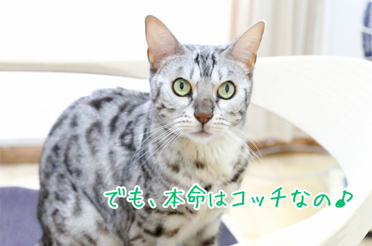 シルバーベンガル猫