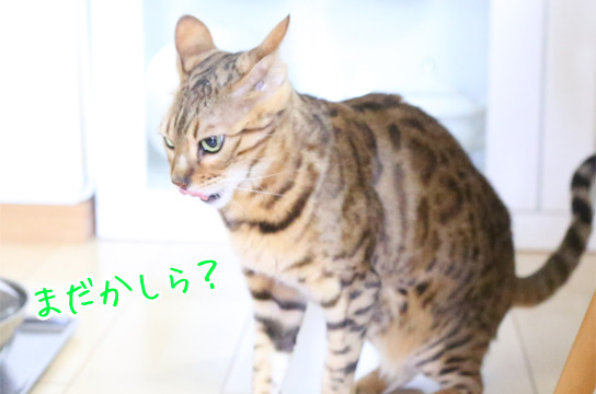 ベンガル猫