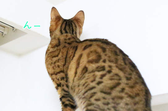 ベンガル猫
