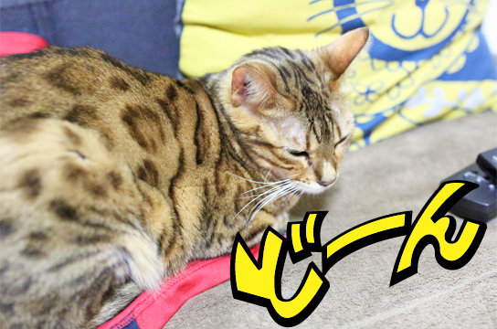 ベンガル猫