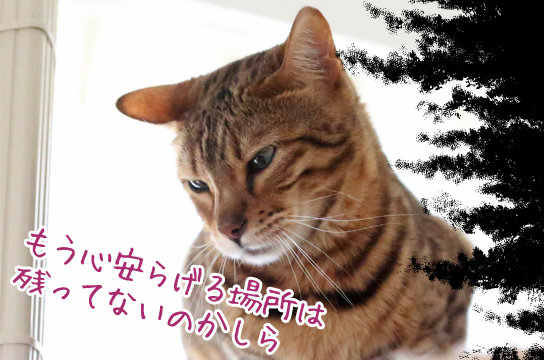 ベンガル猫