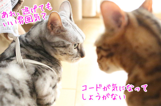 シルバーベンガル猫