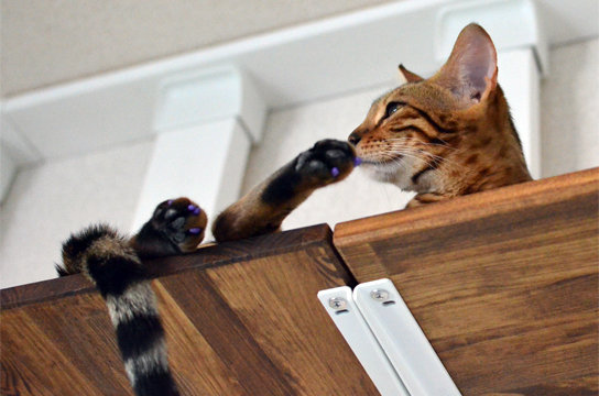 壁に穴をあけない手作りキャットウォークの作り方 自作 Diy キャットタワー キャットウォーク ベンガル猫ブログ ねこちん 猫 とオッサンの賃貸生活