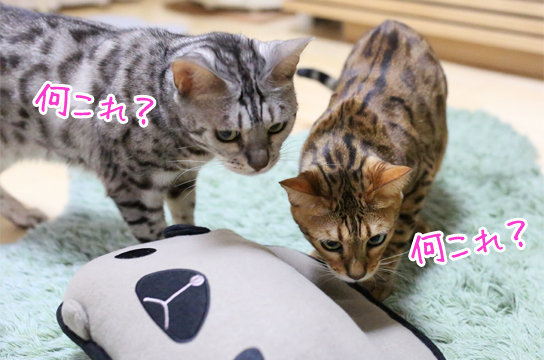 シルバーベンガル猫