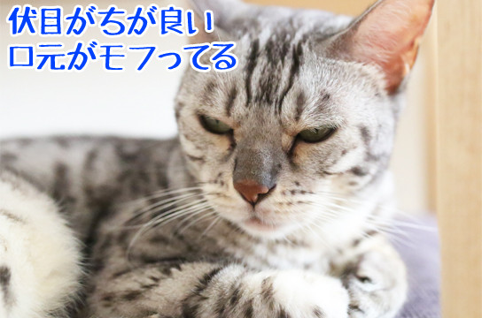 シルバーベンガル猫