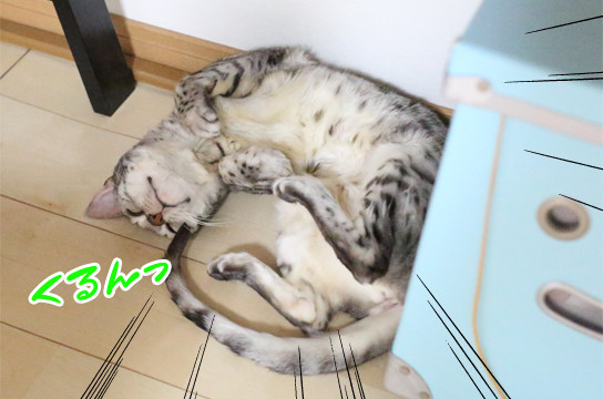 シルバーベンガル猫