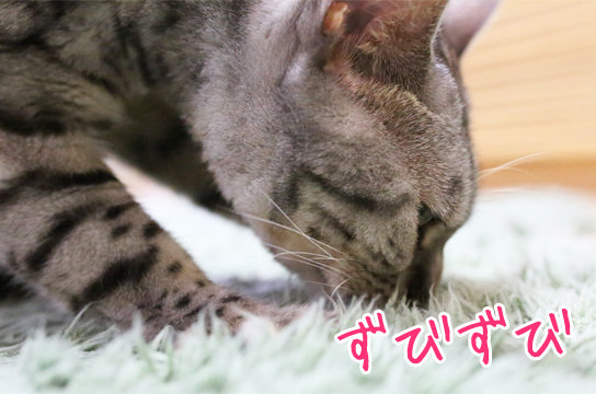 シルバーベンガル猫