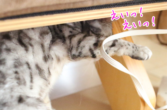 シルバーベンガル猫