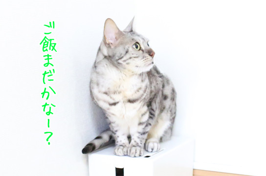 シルバーベンガル猫