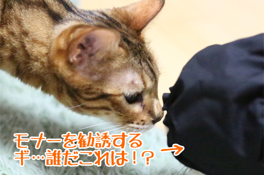 シルバーベンガル猫