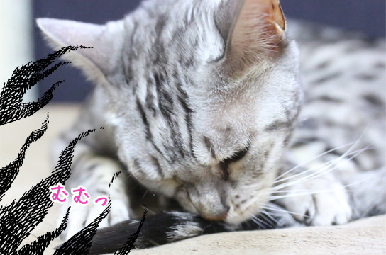 シルバーベンガル猫