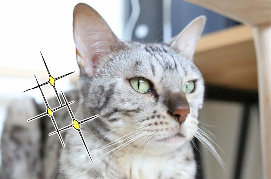 シルバーベンガル猫