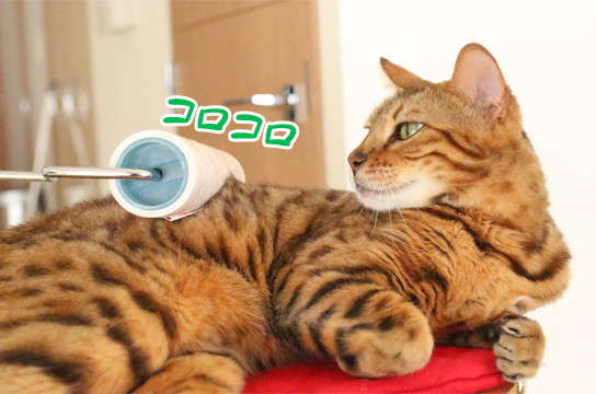 コロコロだるーん ベンガル猫ブログ ねこちん 猫とオッサンの賃貸生活