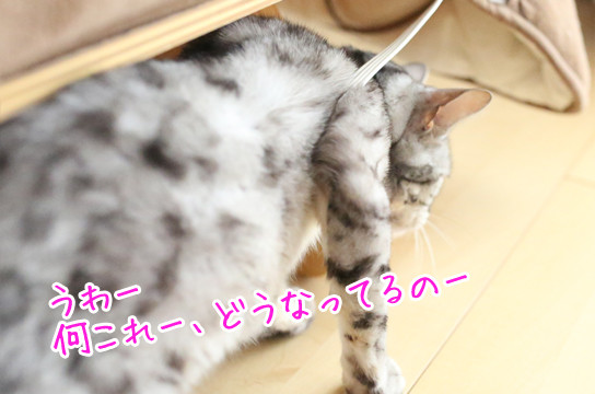 シルバーベンガル猫