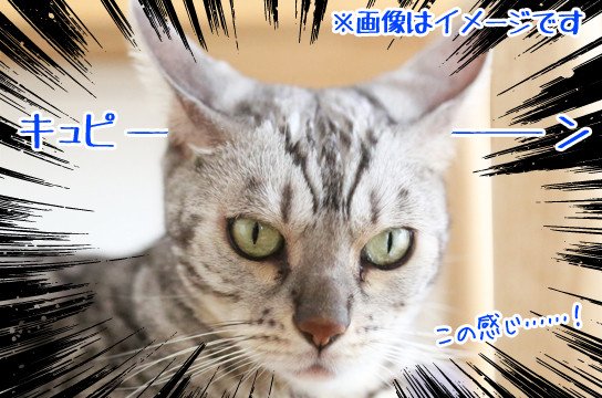 シルバーベンガル猫