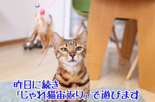 ベンガル猫