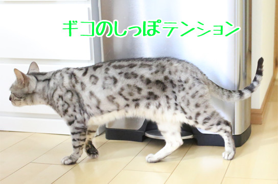 シルバーベンガル猫
