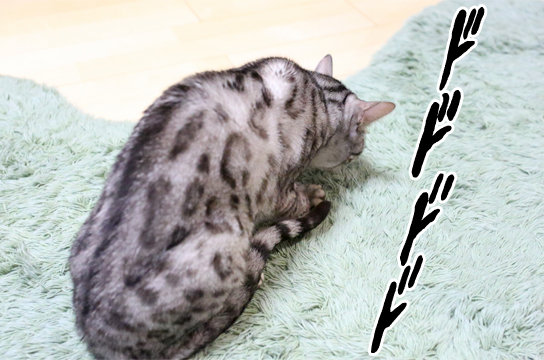 シルバーベンガル猫