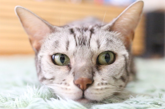 シルバーベンガル猫