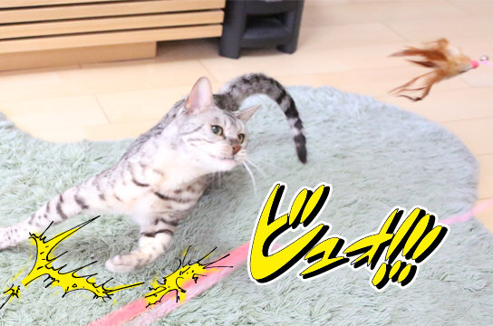 シルバーベンガル猫