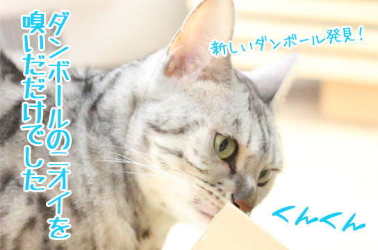 シルバーベンガル猫