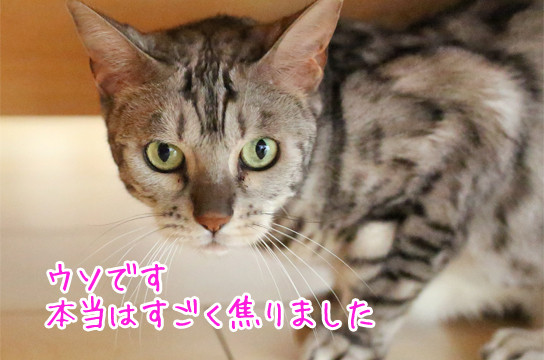 シルバーベンガル猫