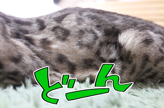 シルバーベンガル猫