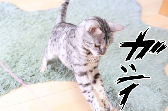 ベンガル猫