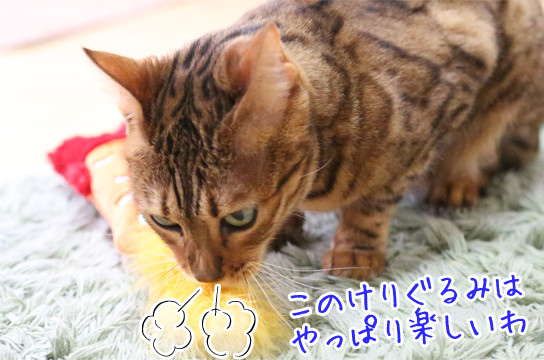 ベンガル猫