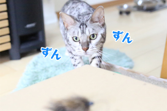 シルバーベンガル猫