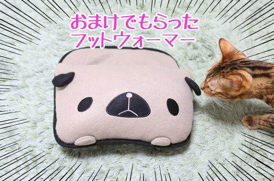 ベンガル猫