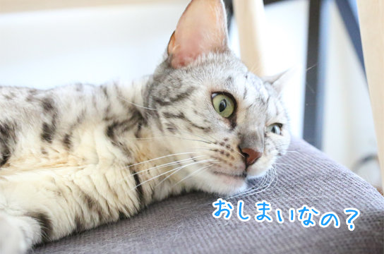 シルバーベンガル猫