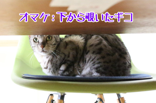 シルバーベンガル猫