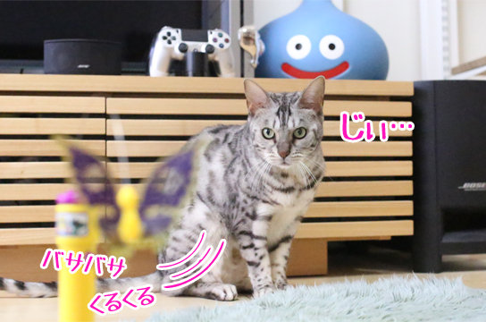 シルバーベンガル猫