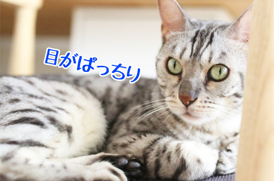 シルバーベンガル猫