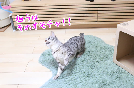 シルバーベンガル猫